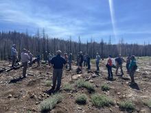 Reforestation on the Caldor Fire. 